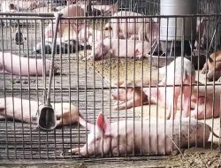 Virus ASF Bunuh Ratusan Babi di Sikka, Begini Cara Ende Cegah Penularan