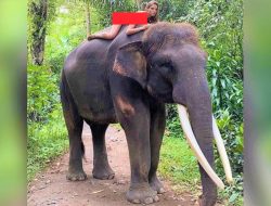 Heboh, Pose Bugil Selebgram Rusia Saat Tunggangi Gajah di Bali