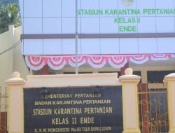 Karantina Pertanian Ende Musnahkan Ribuan Ayam, Kenapa?