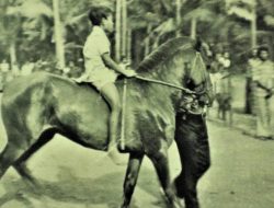 Sejarah Pacuan Kuda di Ende: Berawal di Ippi, Berakhir di Eltari